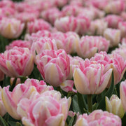 Tulip Foxtrot Bulbs - 10 Bulbs
