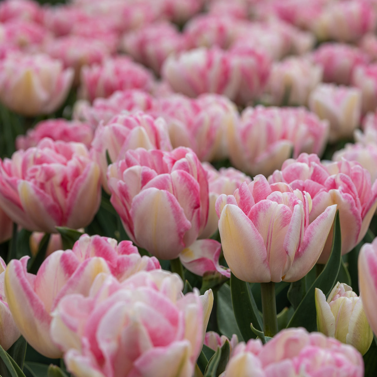 Tulip Foxtrot Bulbs - 10 Bulbs
