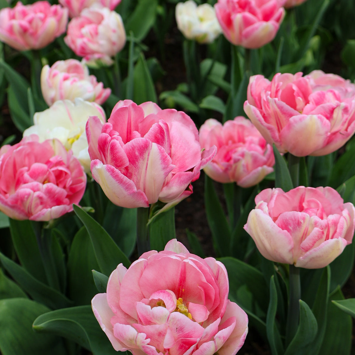 Tulip Foxtrot Bulbs - 10 Bulbs