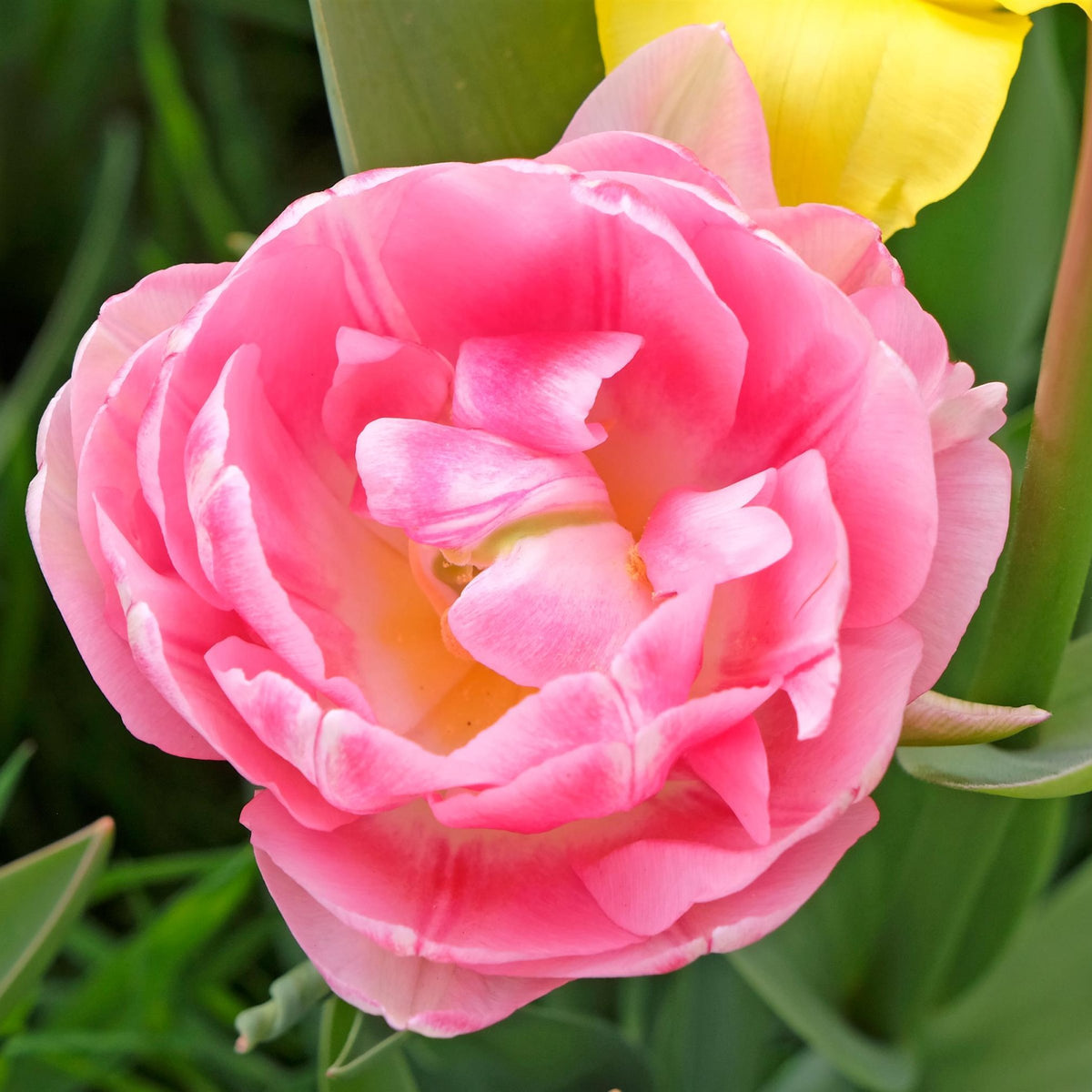 Tulip Foxtrot Bulbs - 10 Bulbs