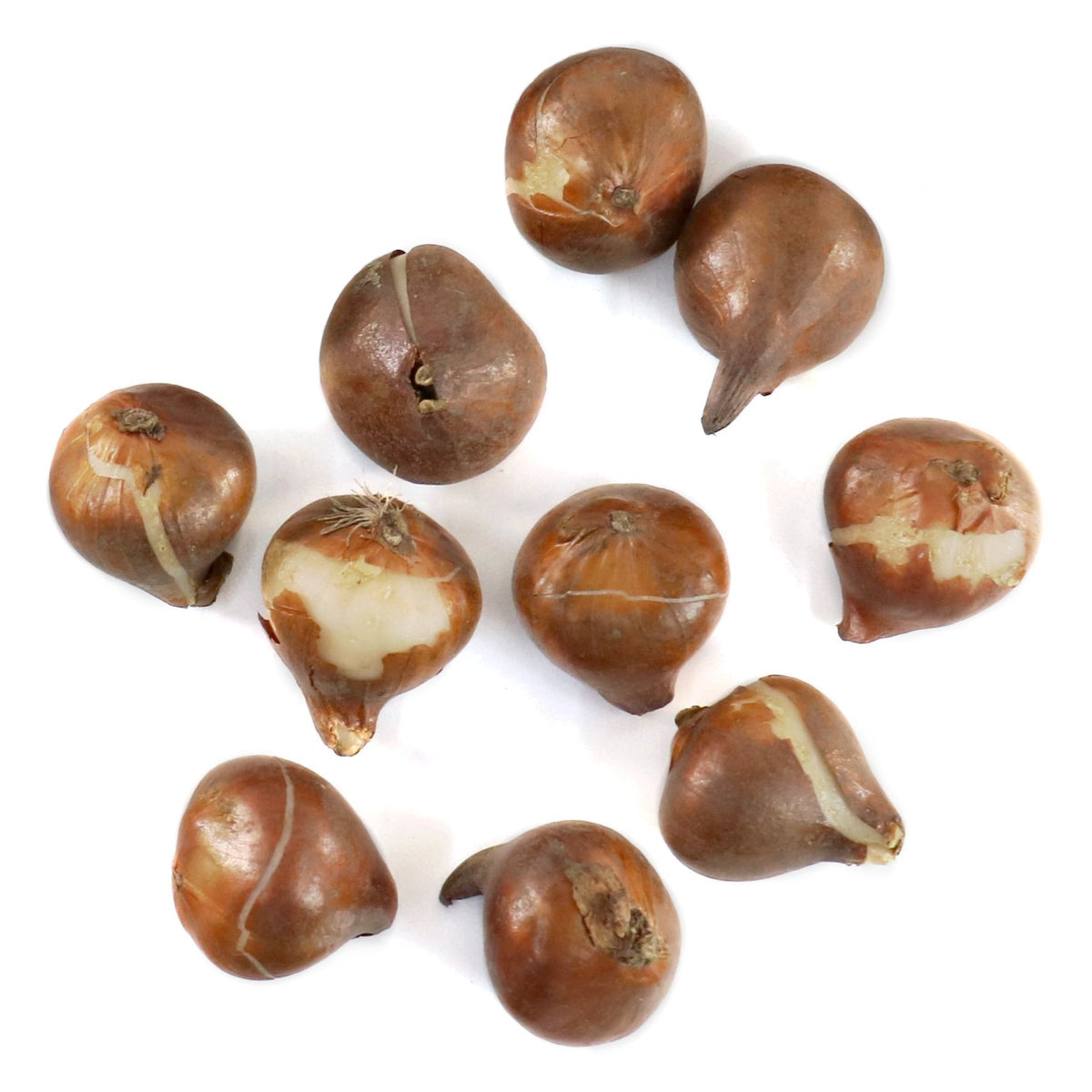 Tulip Apricot Delight Bulbs - 10 Bulbs