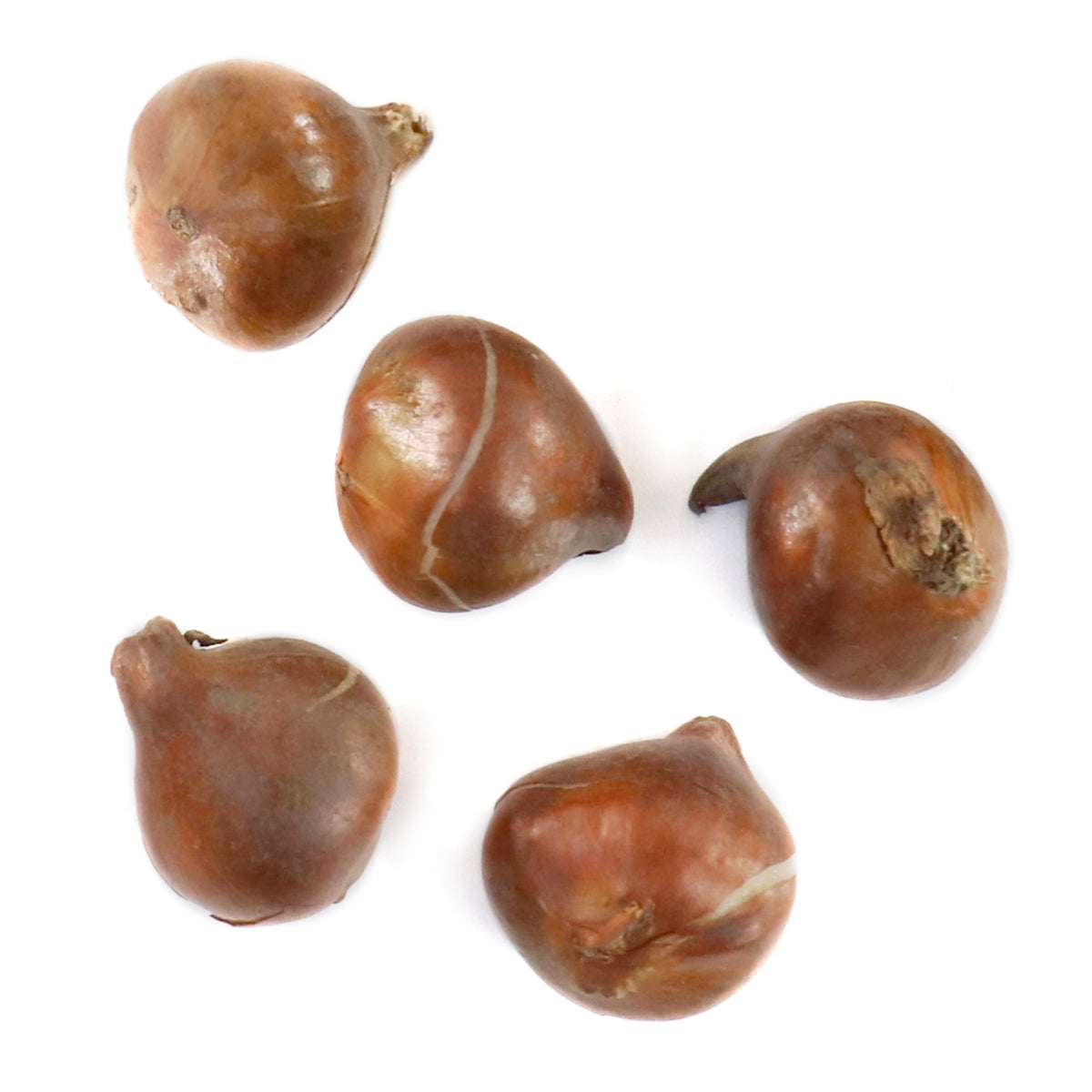 Tulip Ice Cream Bulbs - 10 Bulbs