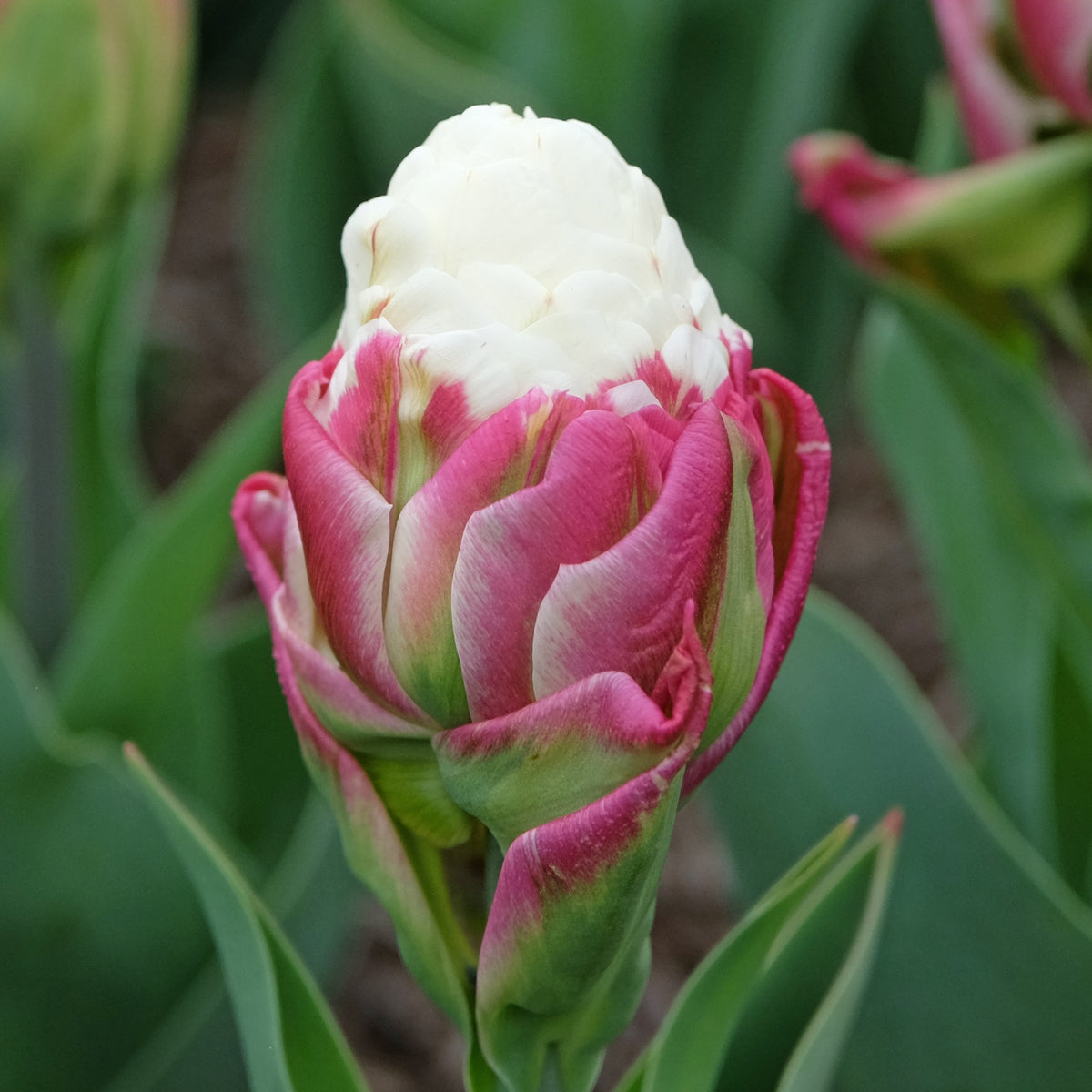 Tulip Ice Cream Bulbs - 10 Bulbs