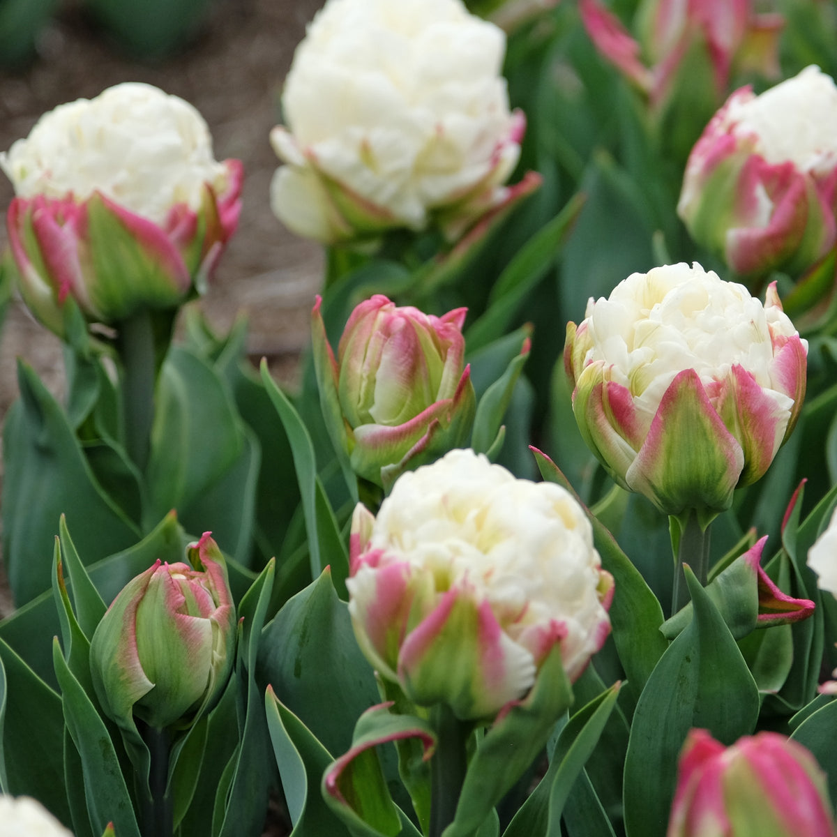 Tulip Ice Cream Bulbs - 10 Bulbs