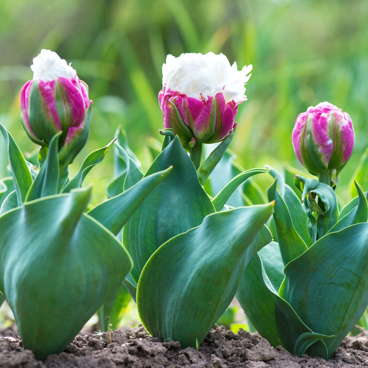 Tulip Ice Cream Bulbs - 10 Bulbs