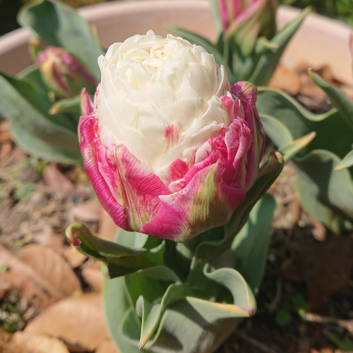 Tulip Ice Cream Bulbs - 10 Bulbs