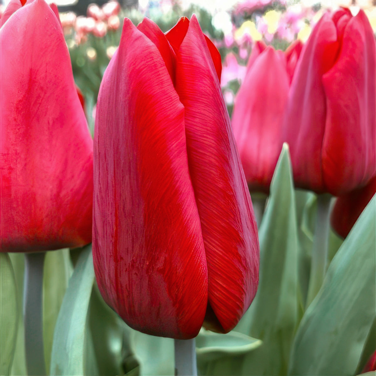 Tulip Strong Love Bulbs - 10 Bulbs