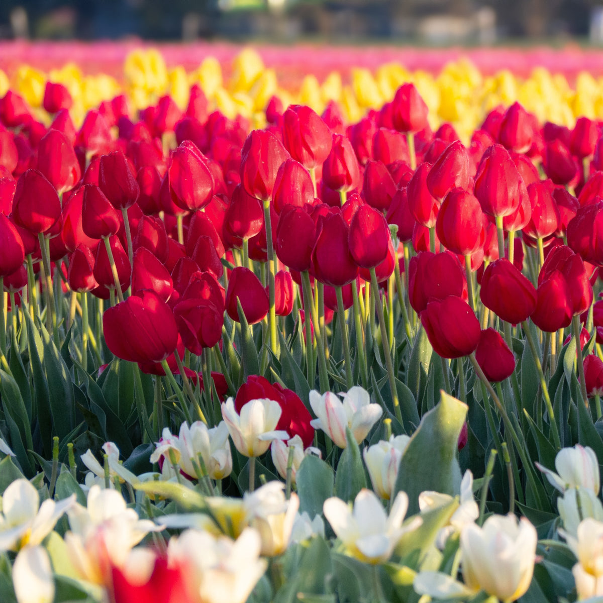 Tulip Strong Love Bulbs - 10 Bulbs