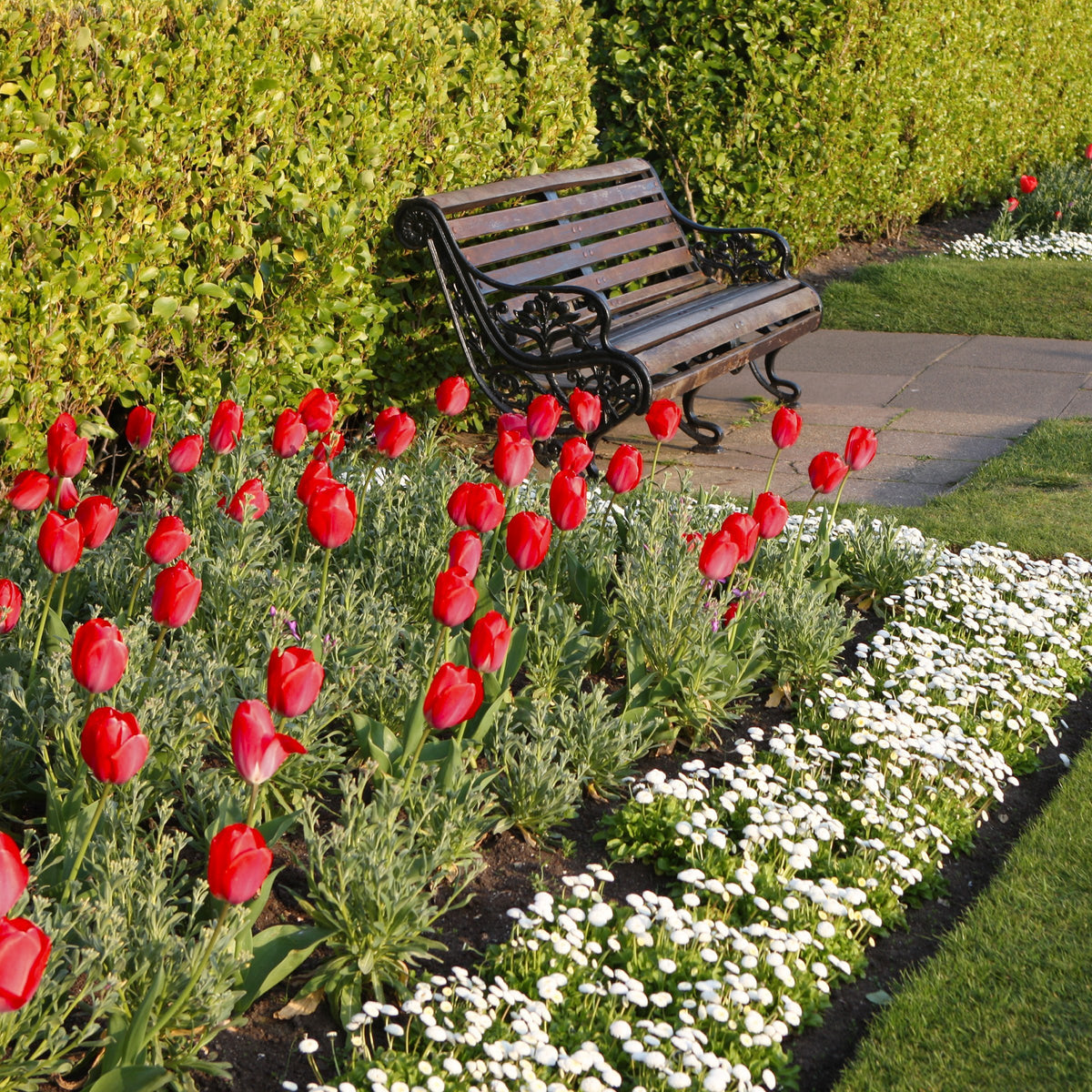 Tulip Strong Love Bulbs - 10 Bulbs