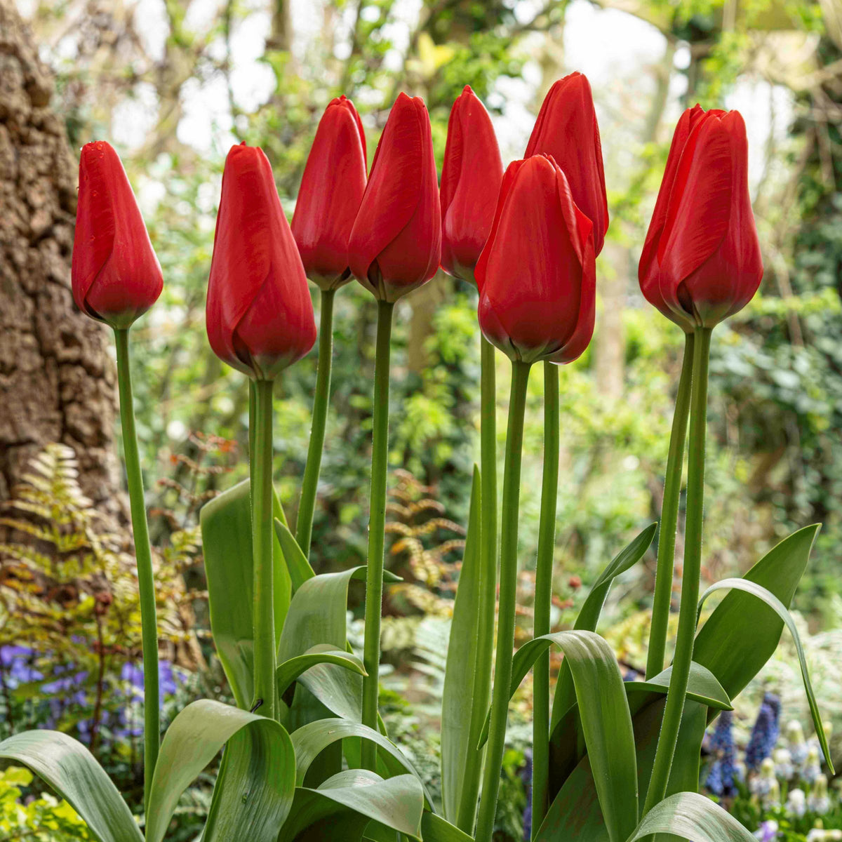 Tulip Strong Love Bulbs - 10 Bulbs