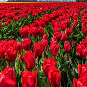Tulip Strong Love Bulbs - 10 Bulbs
