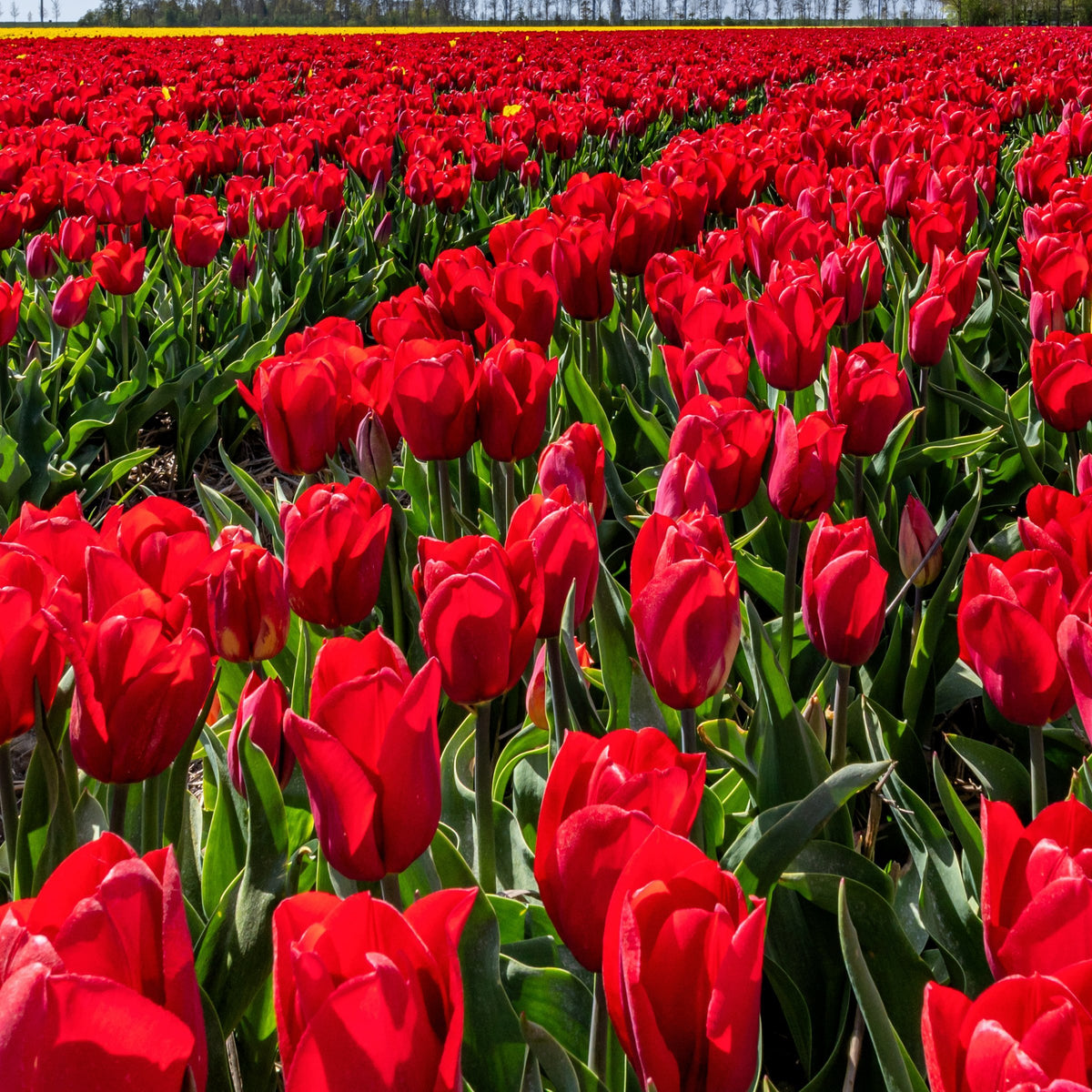 Tulip Strong Love Bulbs - 10 Bulbs