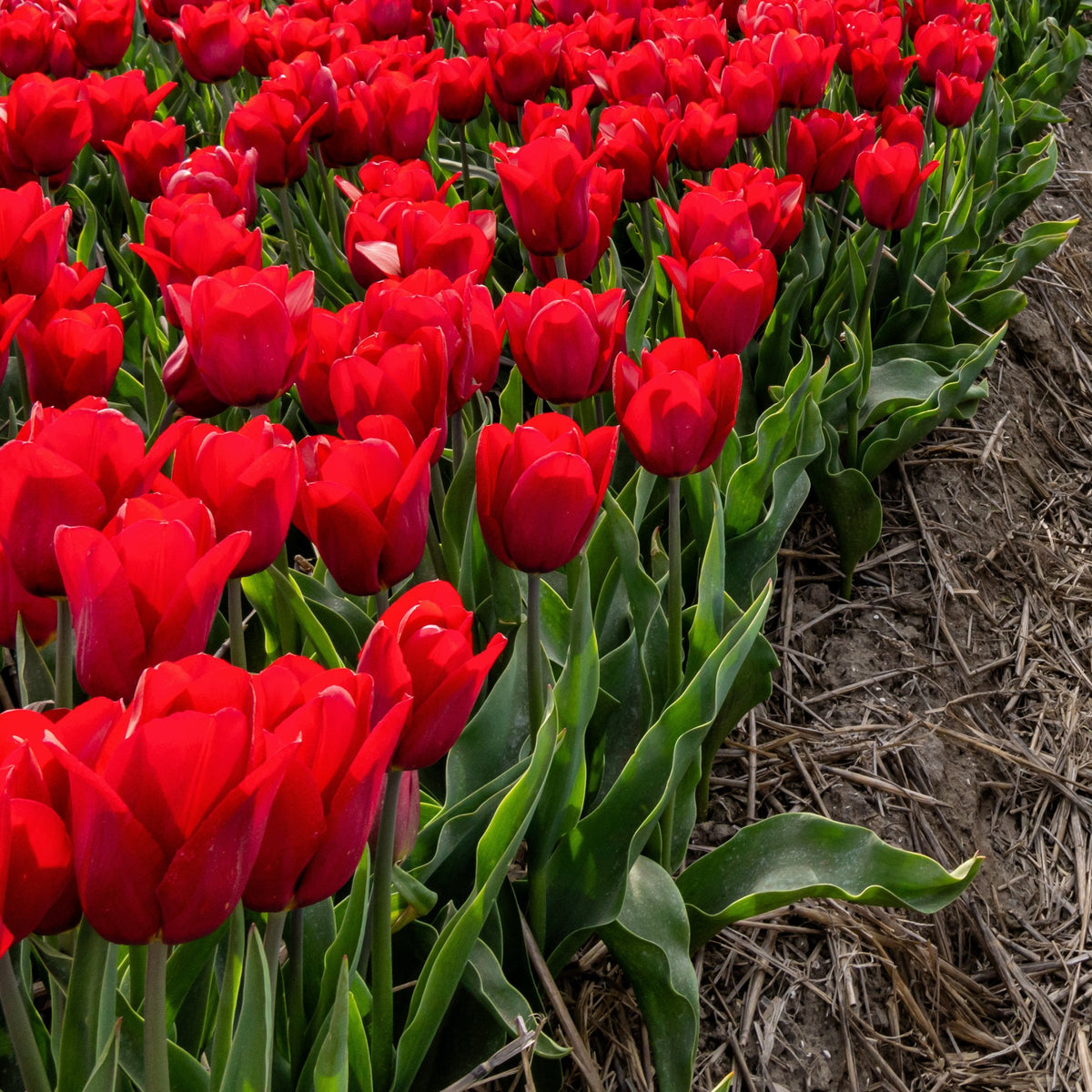 Tulip Strong Love Bulbs - 10 Bulbs