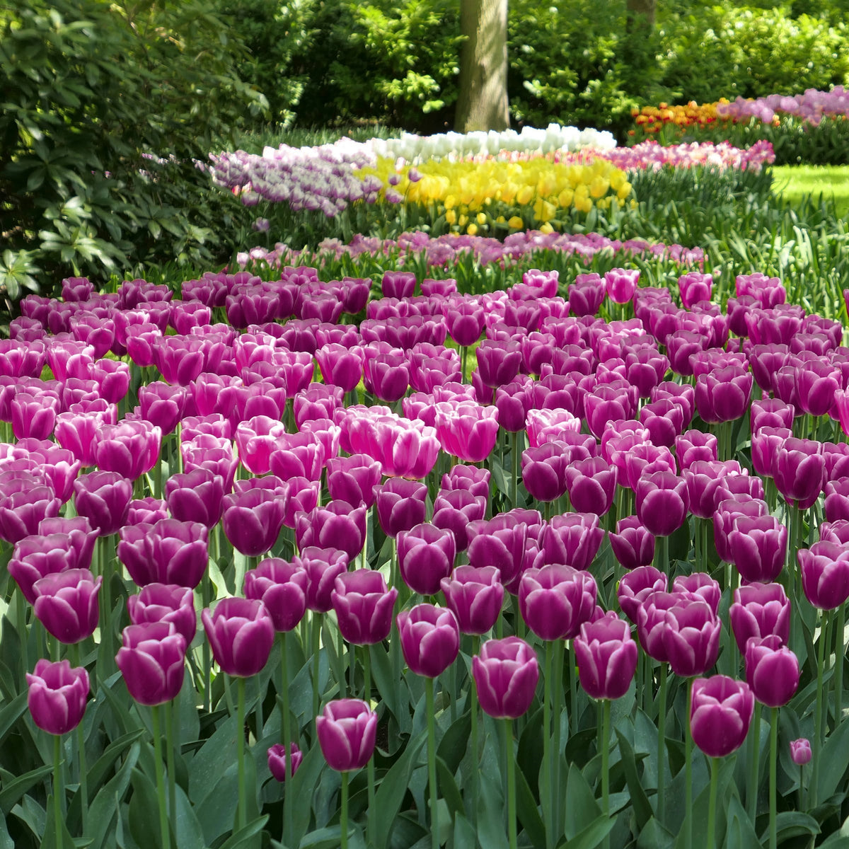 Tulip Tiramisu Bulbs - 10 Bulbs