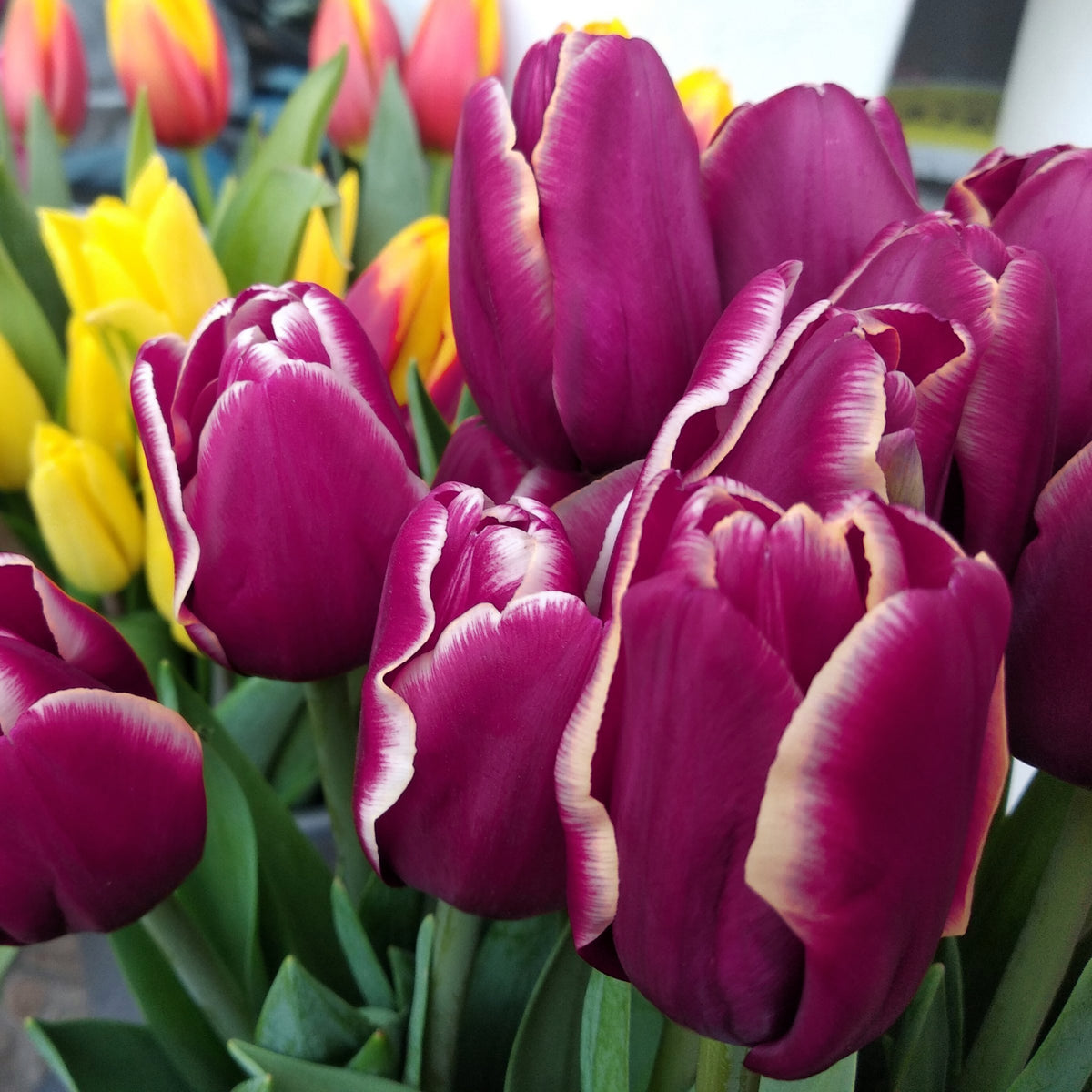 Tulip Tiramisu Bulbs - 10 Bulbs