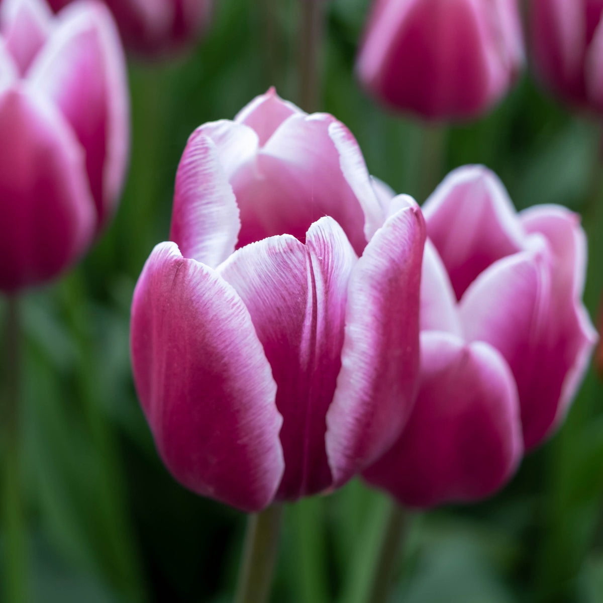 Tulip Tiramisu Bulbs - 10 Bulbs
