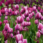 Tulip Tiramisu Bulbs - 10 Bulbs