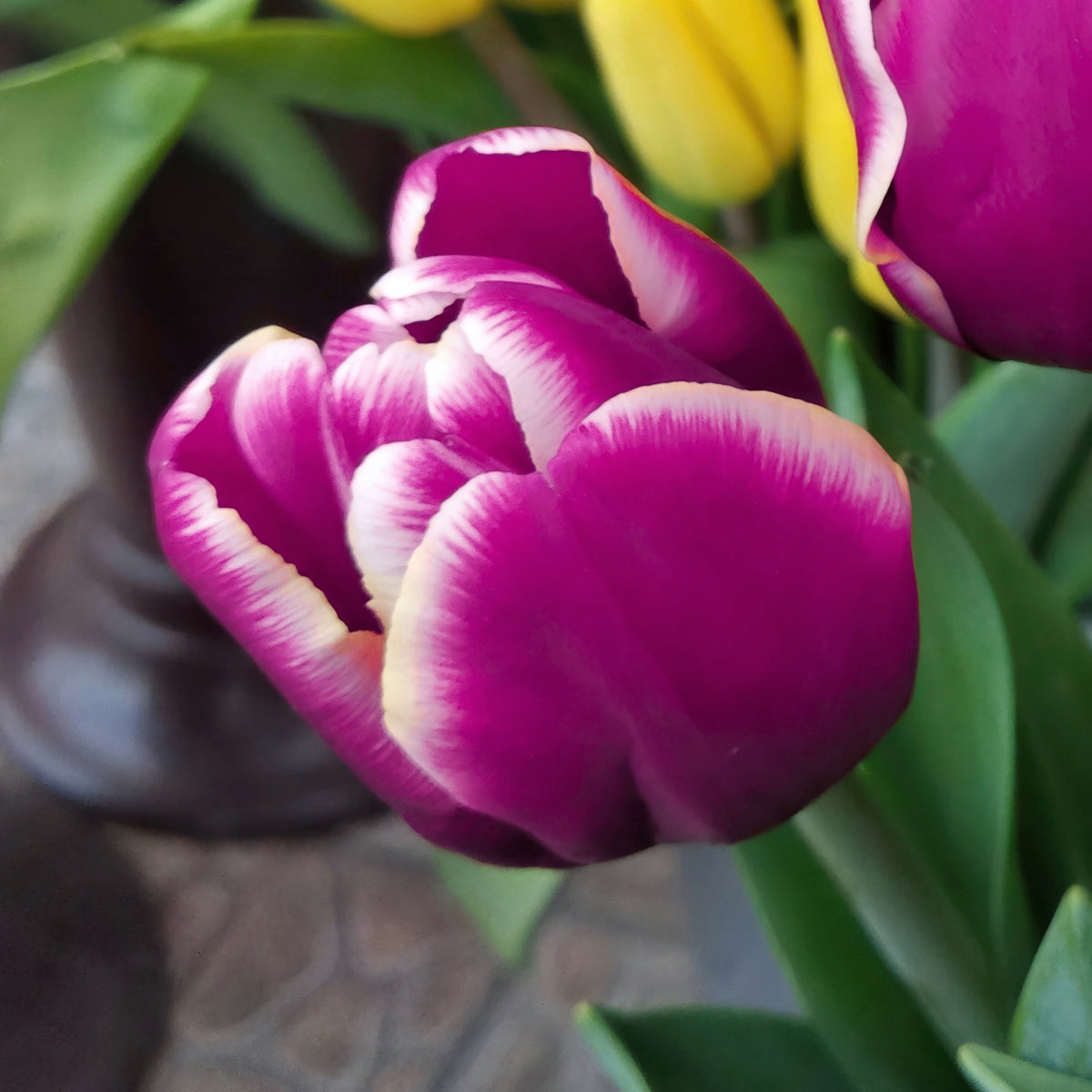 Tulip Tiramisu Bulbs - 10 Bulbs