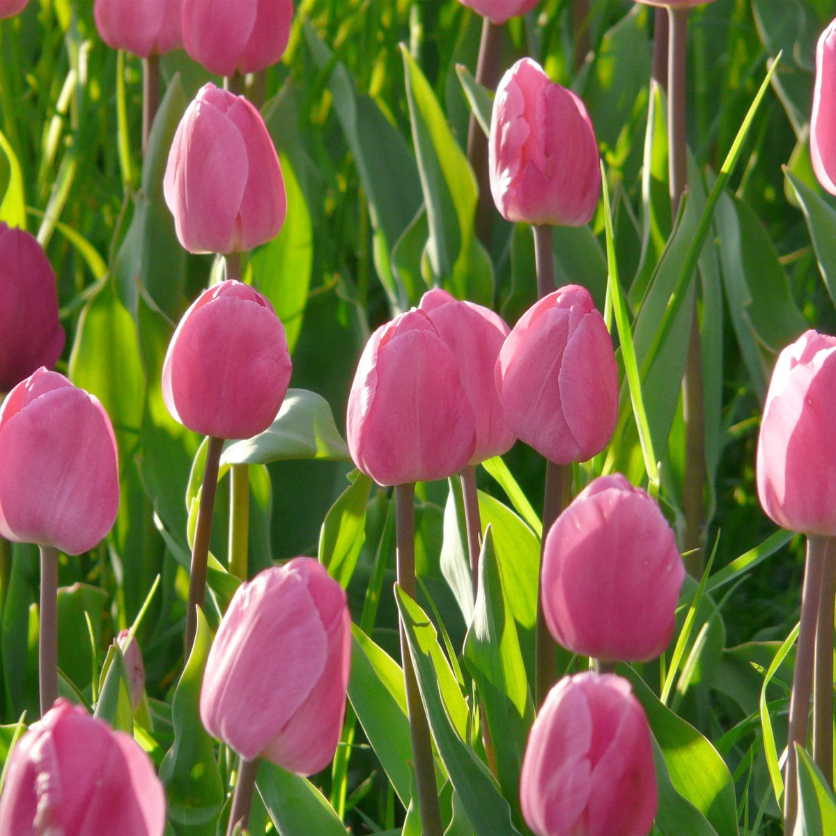 Tulip Van Eijk Bulbs - 10 Bulbs