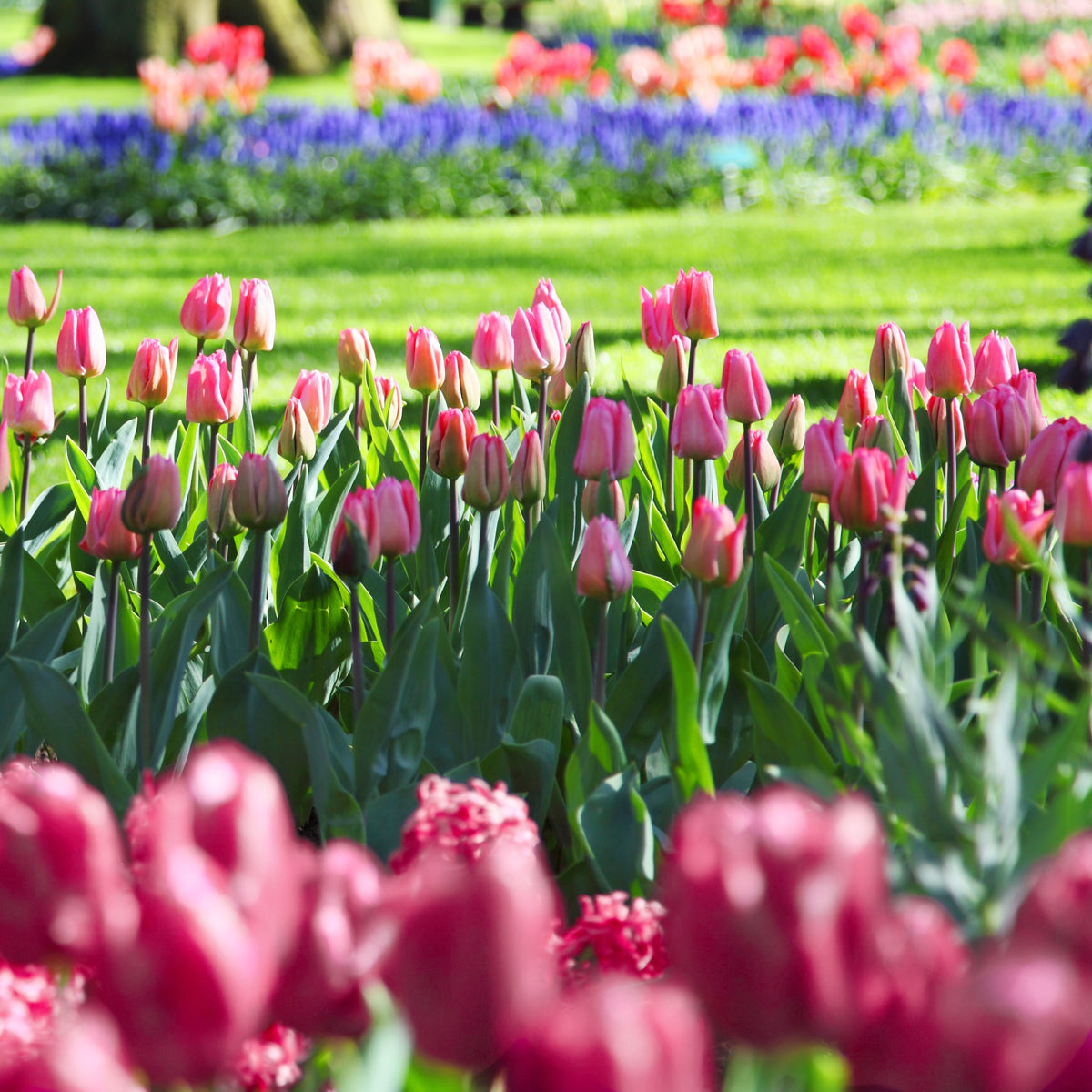 Tulip Van Eijk Bulbs - 10 Bulbs