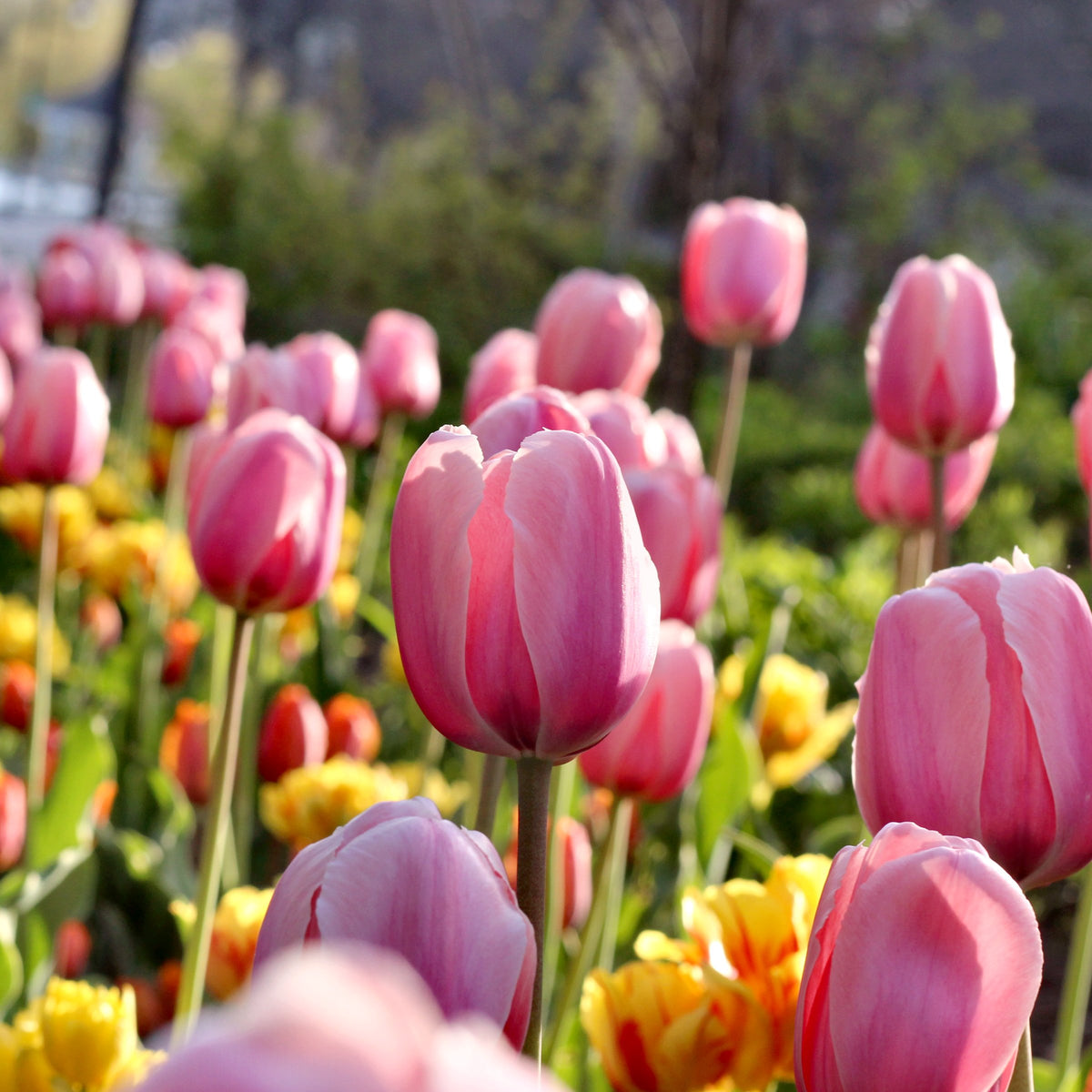 Tulip Van Eijk Bulbs - 10 Bulbs