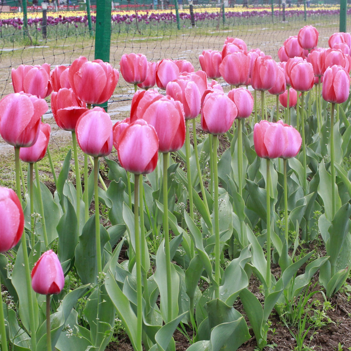 Tulip Van Eijk Bulbs - 10 Bulbs