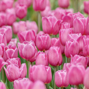 Tulip Van Eijk Bulbs - 10 Bulbs