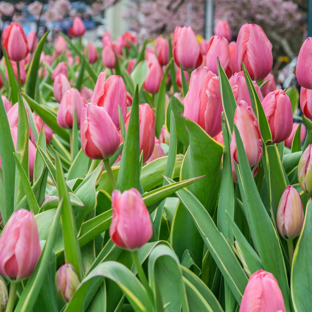 Tulip Van Eijk Bulbs - 10 Bulbs