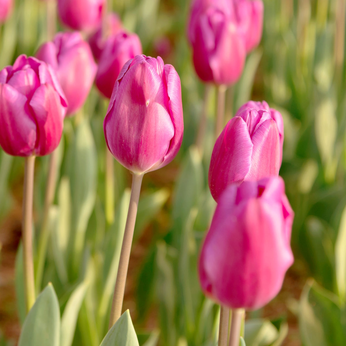 Tulip Van Eijk Bulbs - 10 Bulbs