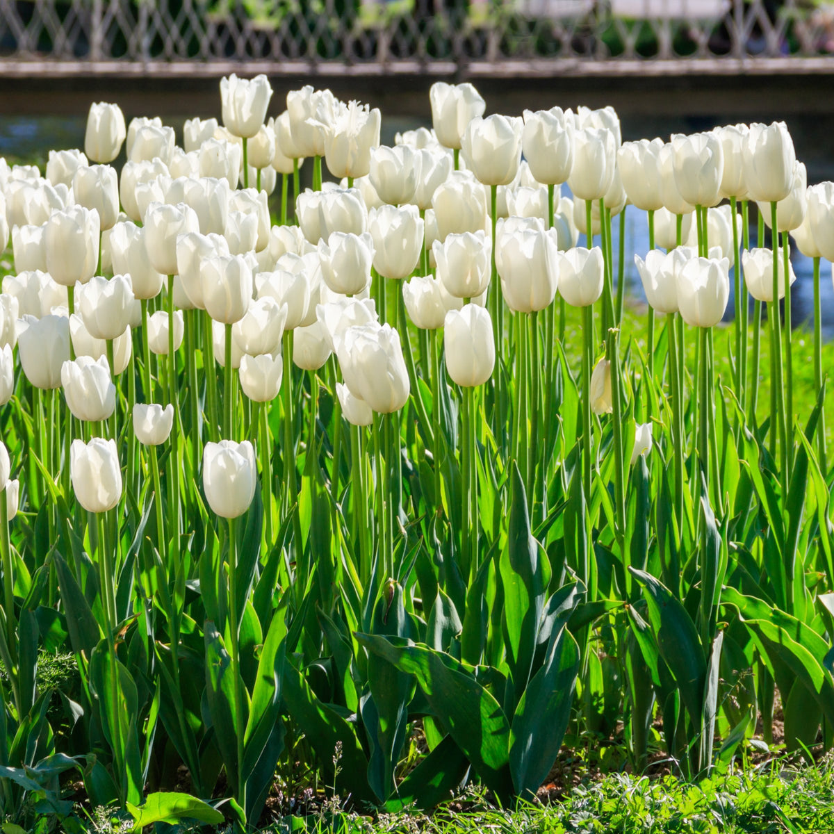 Tulip White Prince Bulbs - 10 Bulbs