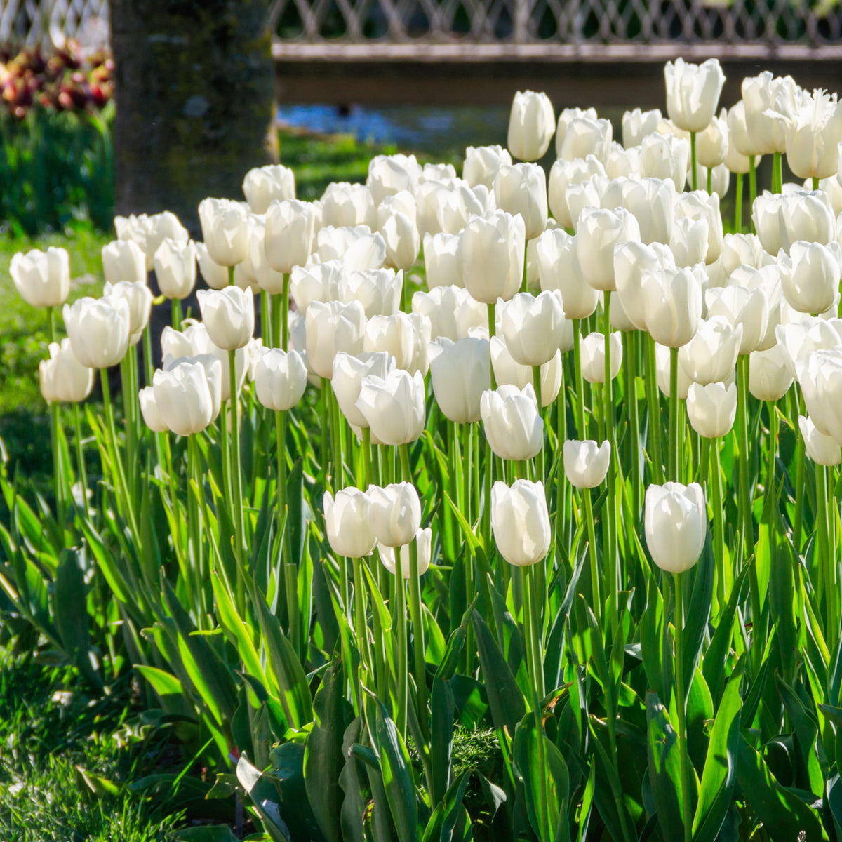 Tulip White Prince Bulbs - 10 Bulbs