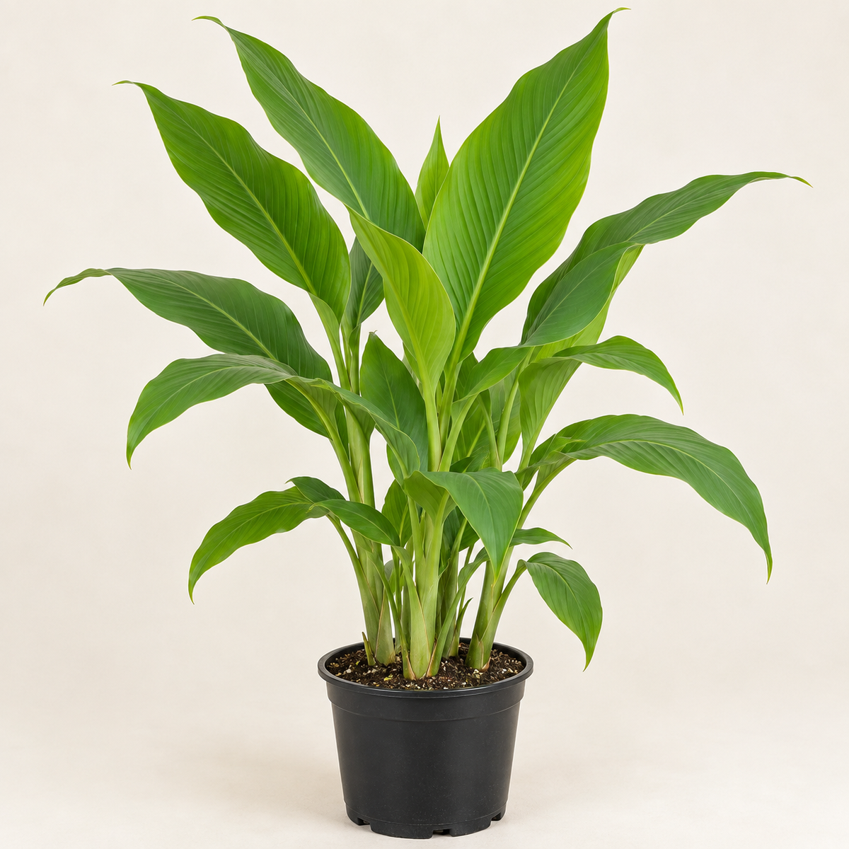 Curcuma Turmeric - 4" Pot