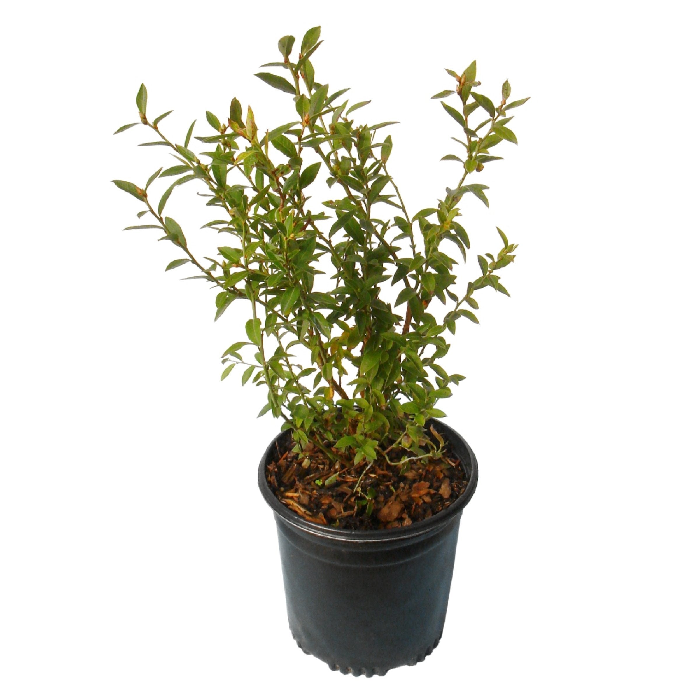 Vaccinium, Blueberry 'Duke' - 1 Gallon (PICK UP ONLY)