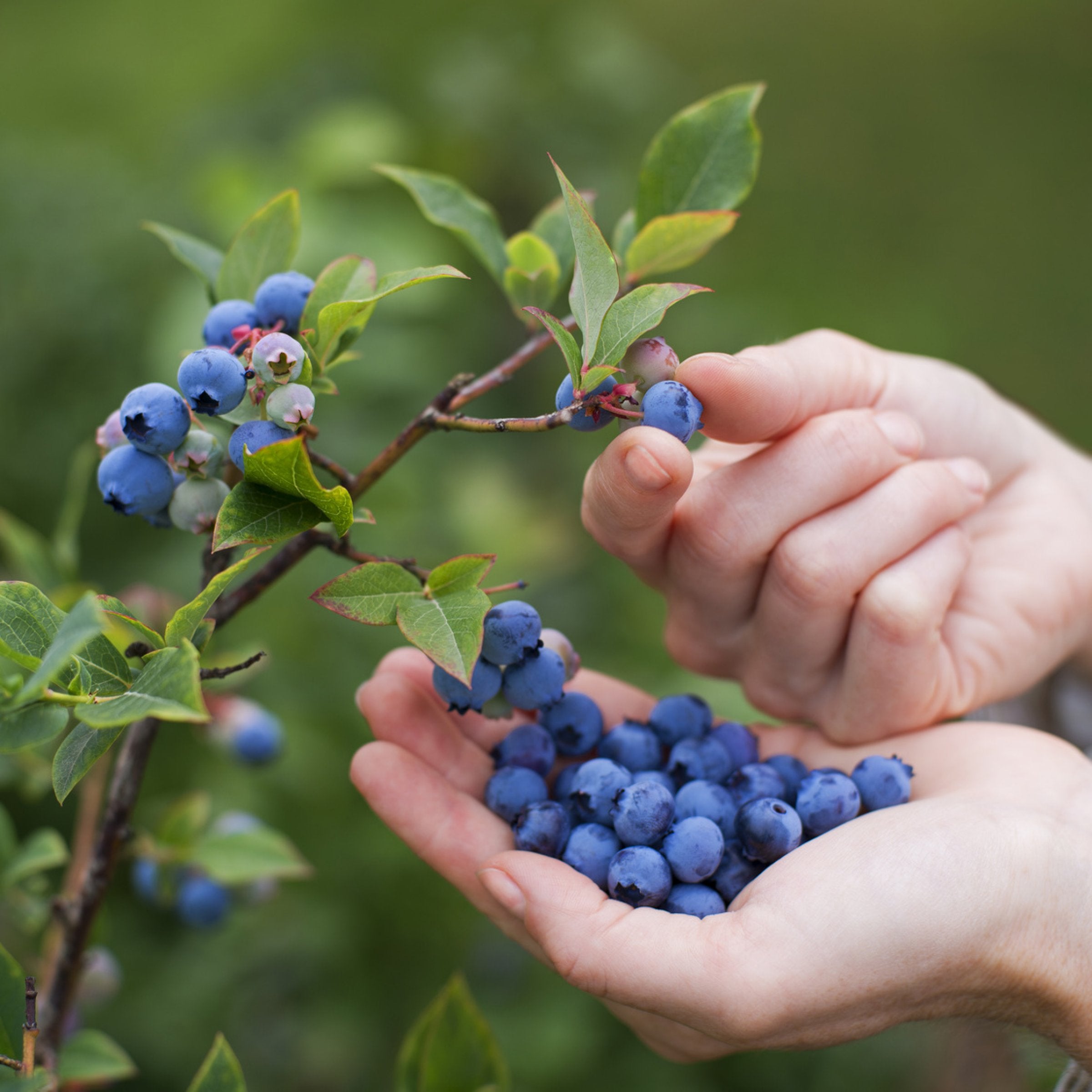Vaccinium, Blueberry 'Duke' - 1 Gallon (PICK UP ONLY)