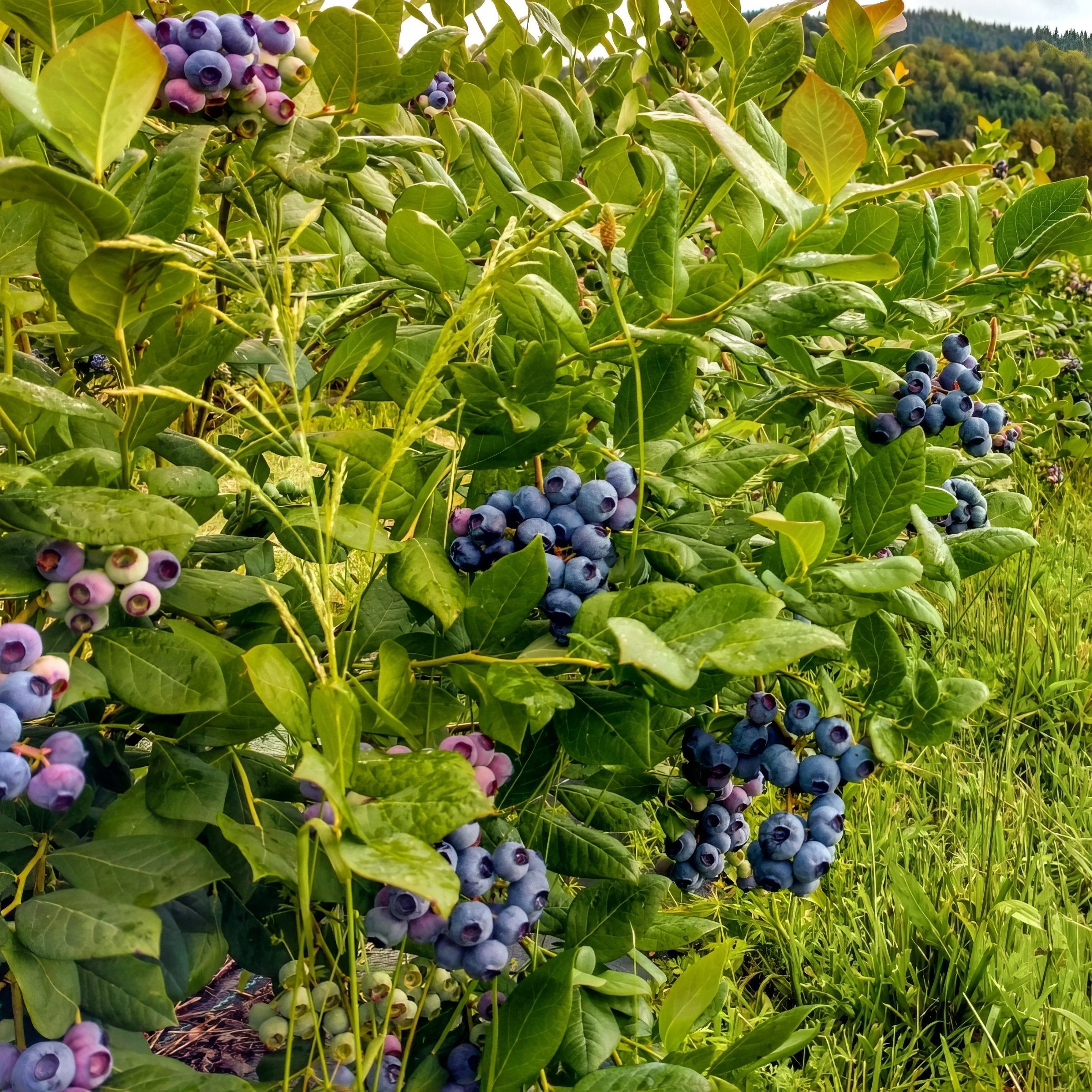 Vaccinium, Blueberry 'Duke' - 1 Gallon (PICK UP ONLY)