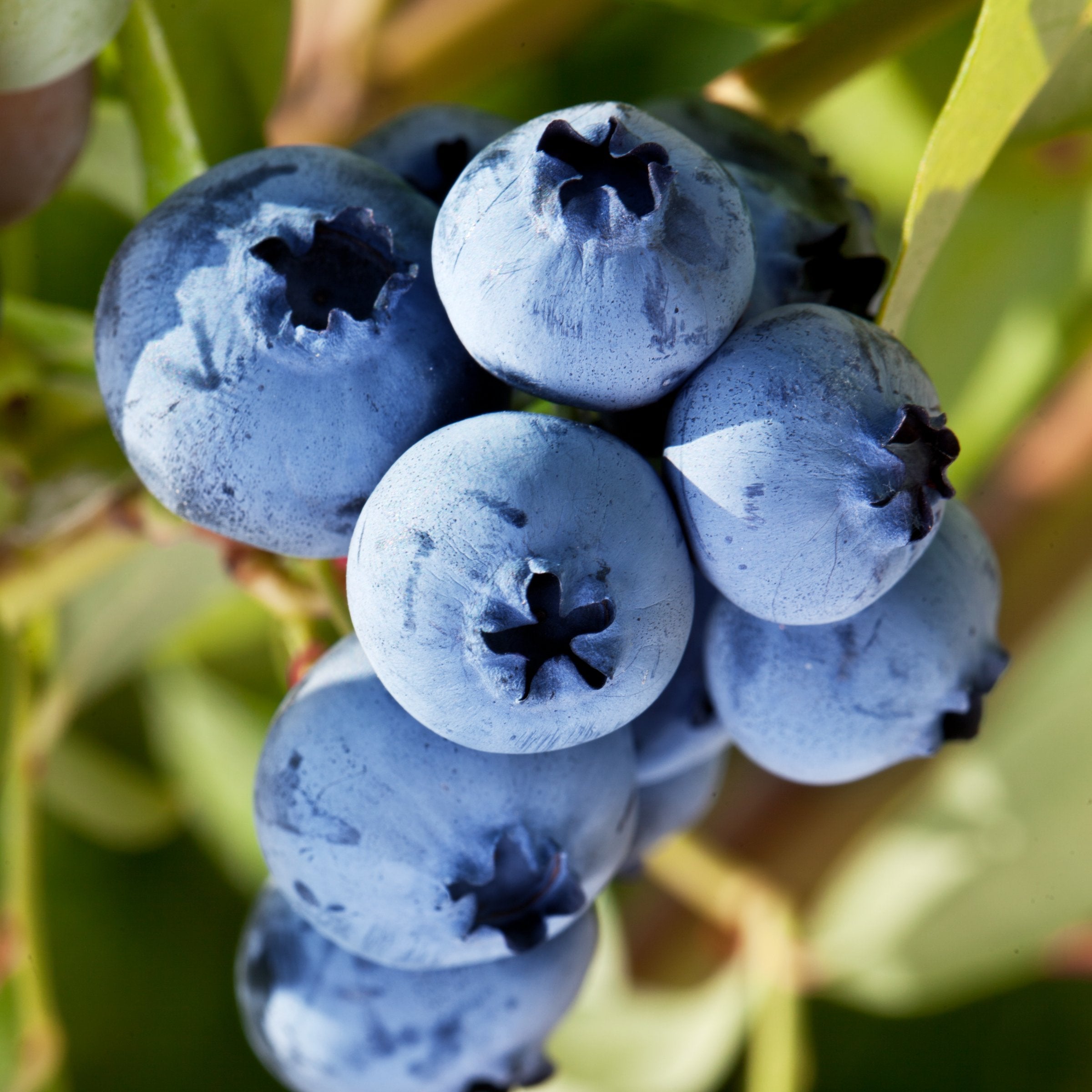 Vaccinium, Blueberry 'Duke' - 1 Gallon (PICK UP ONLY)