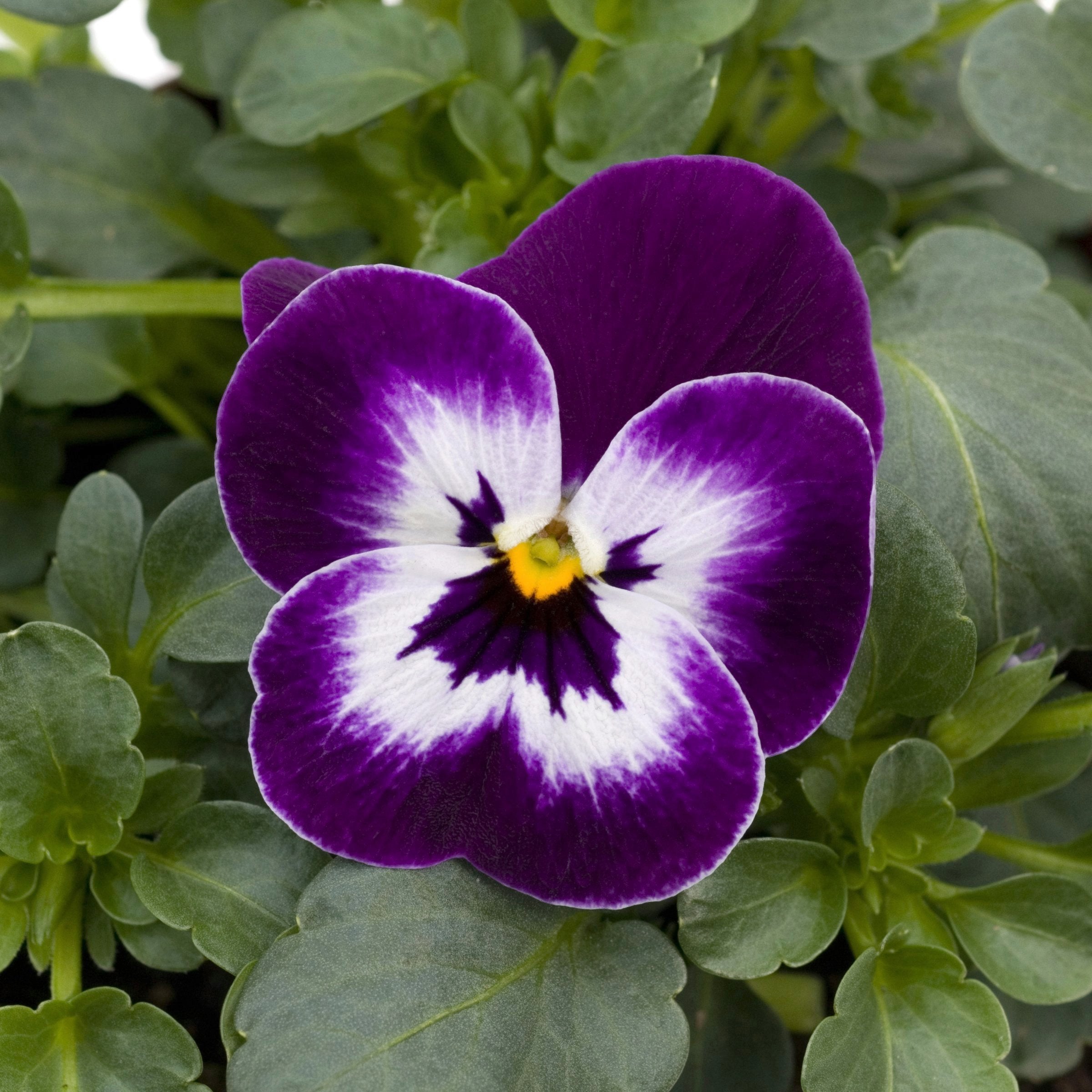 3 Piece Mardi-Gras Viola Trio - 4" Pot (PICK UP SALE)