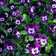 Viola hybrida Purple Face - 4" Pot, THE BIG PLANT SALE