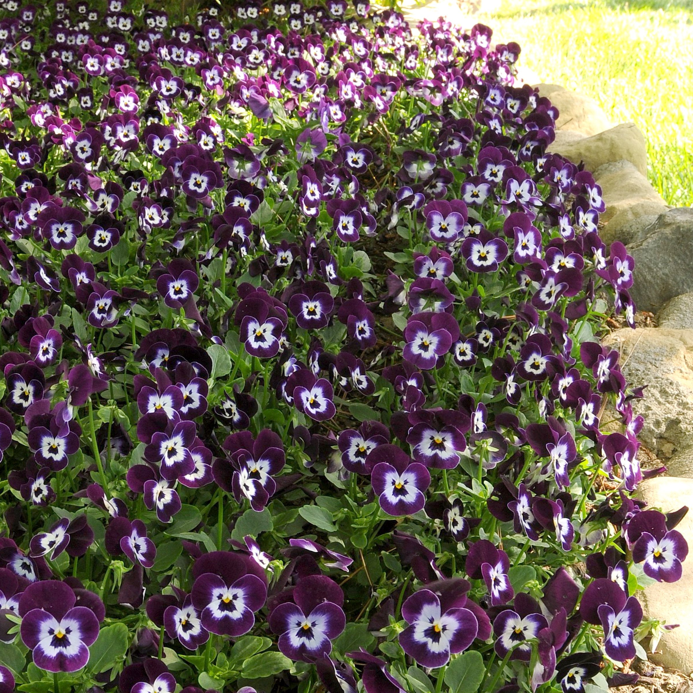 Viola hybrida Purple Face - 4" Pot, THE BIG PLANT SALE