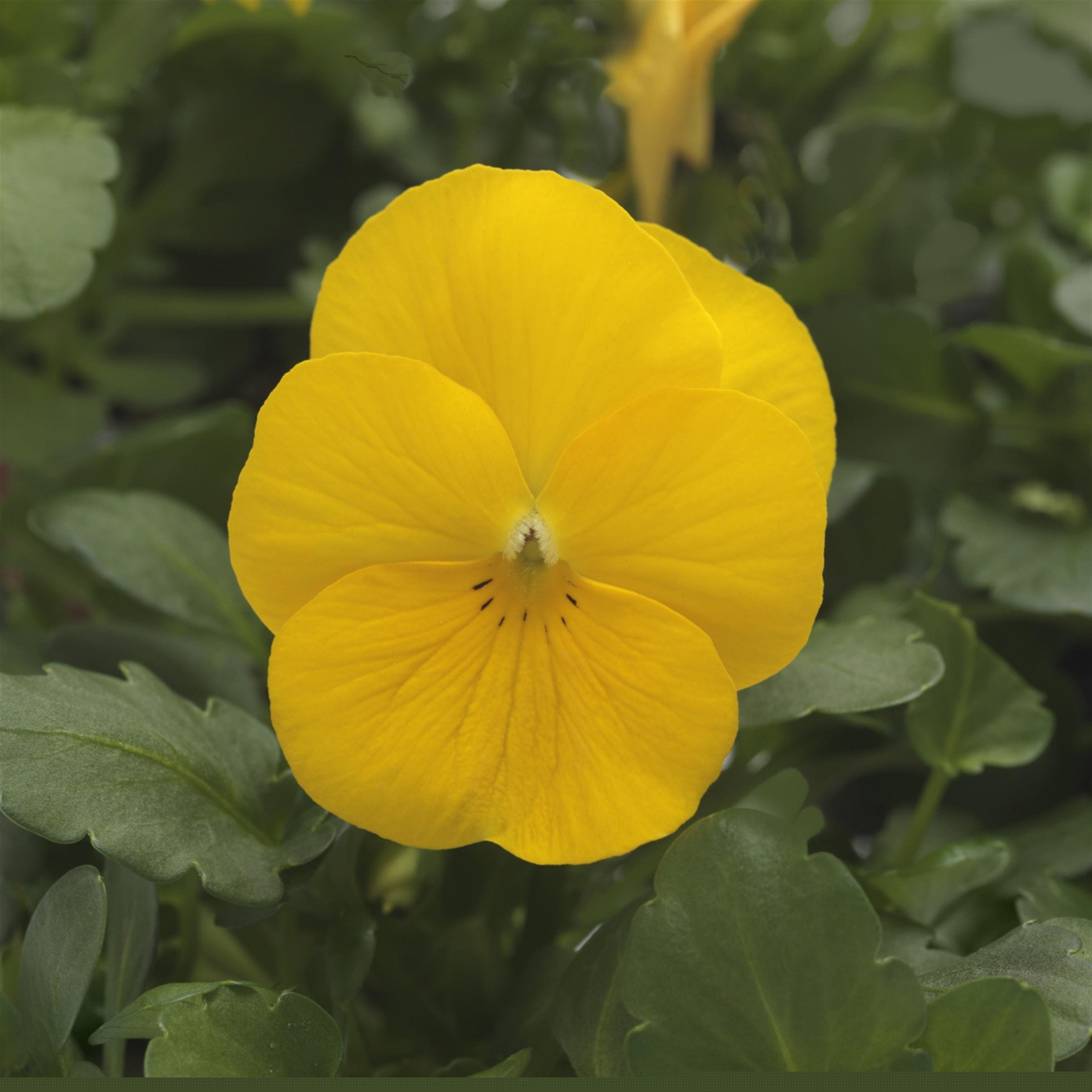 Viola hybrida Sorbet® XP Yellow - 4" Pot