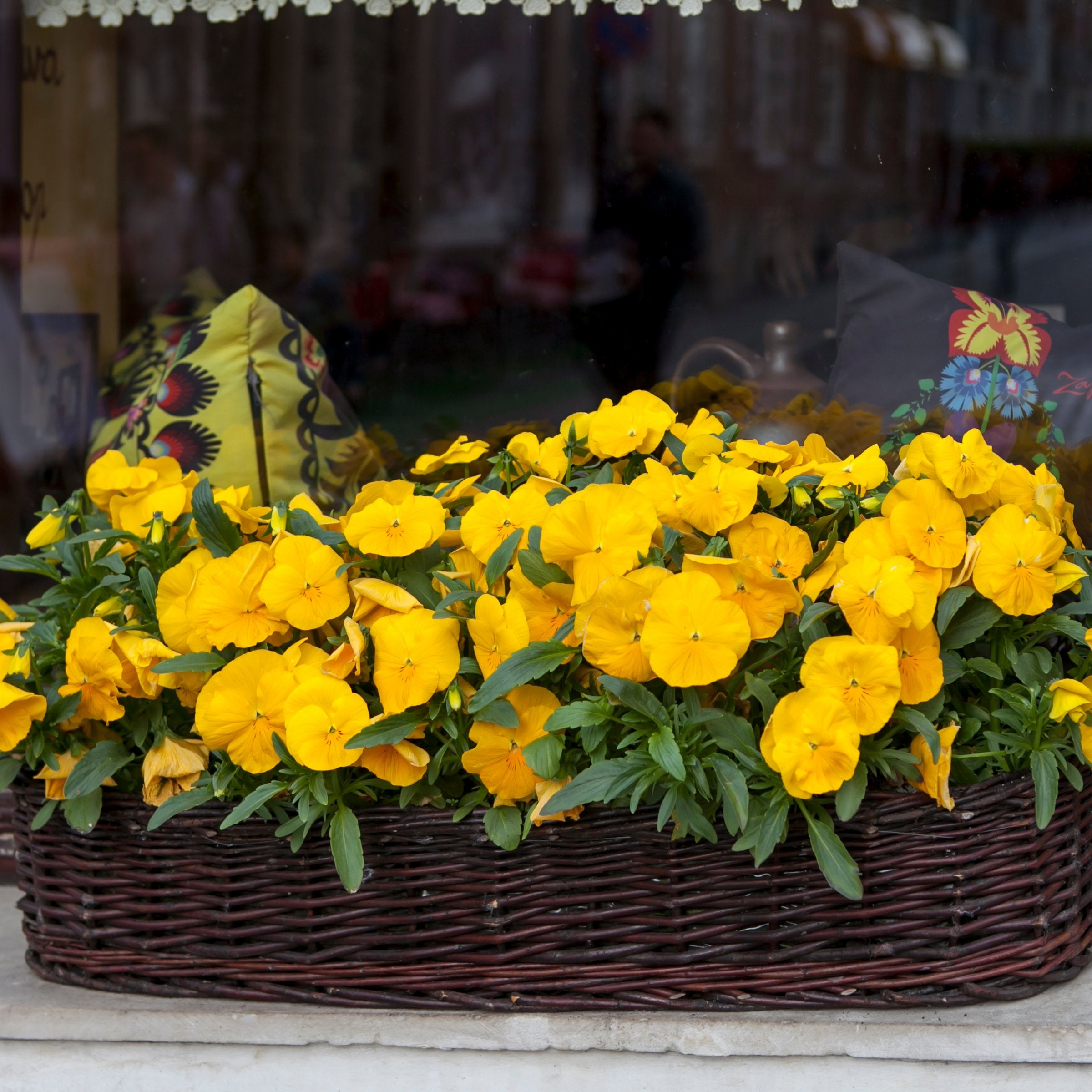 Viola hybrida Sorbet® XP Yellow - 4" Pot