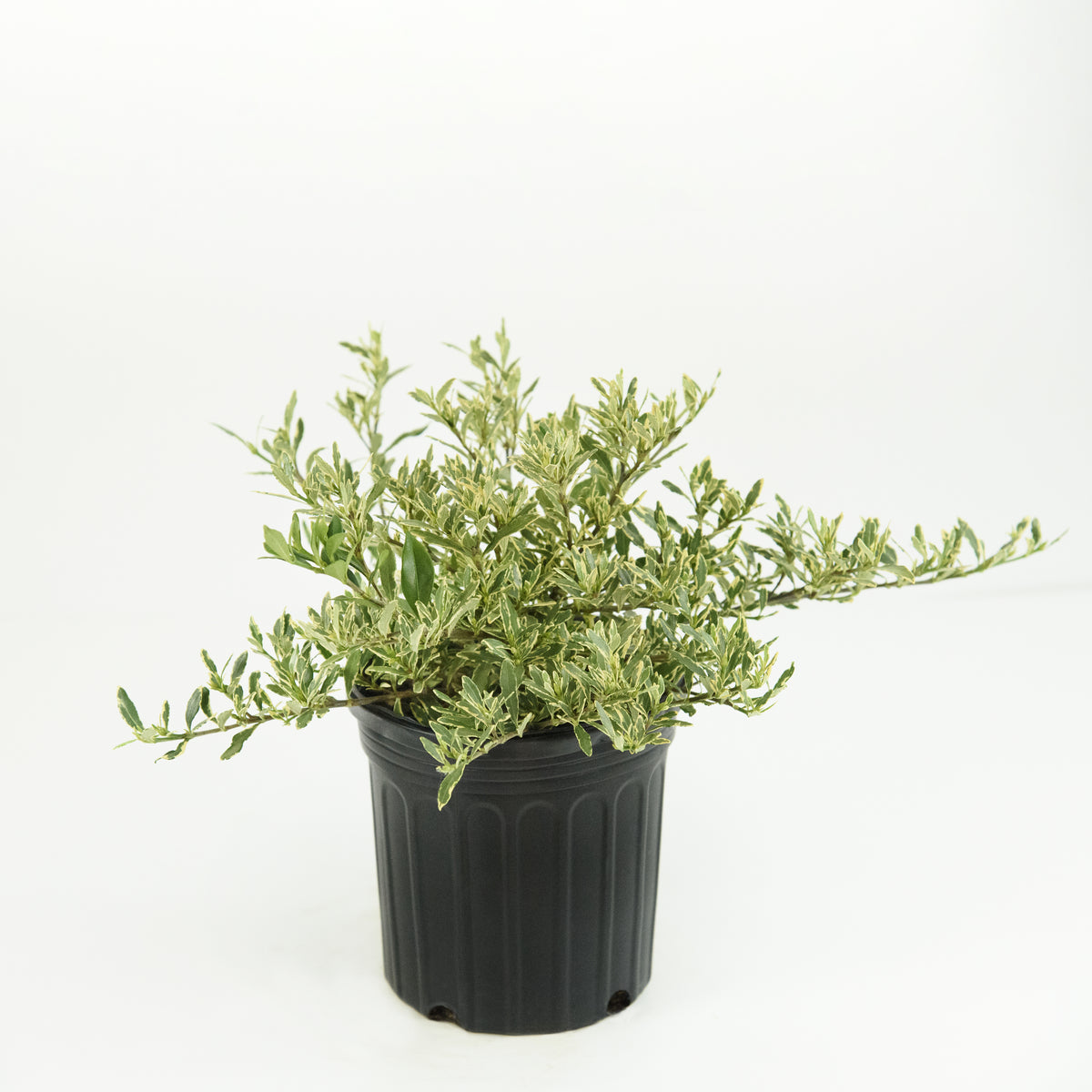 Gardenia 'Variegated Radicans' - 1 Gallon Pot