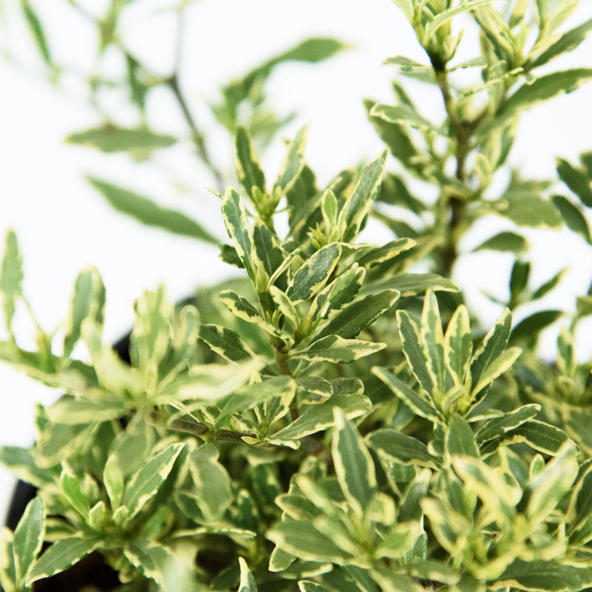 Gardenia 'Variegated Radicans' - 1 Gallon Pot