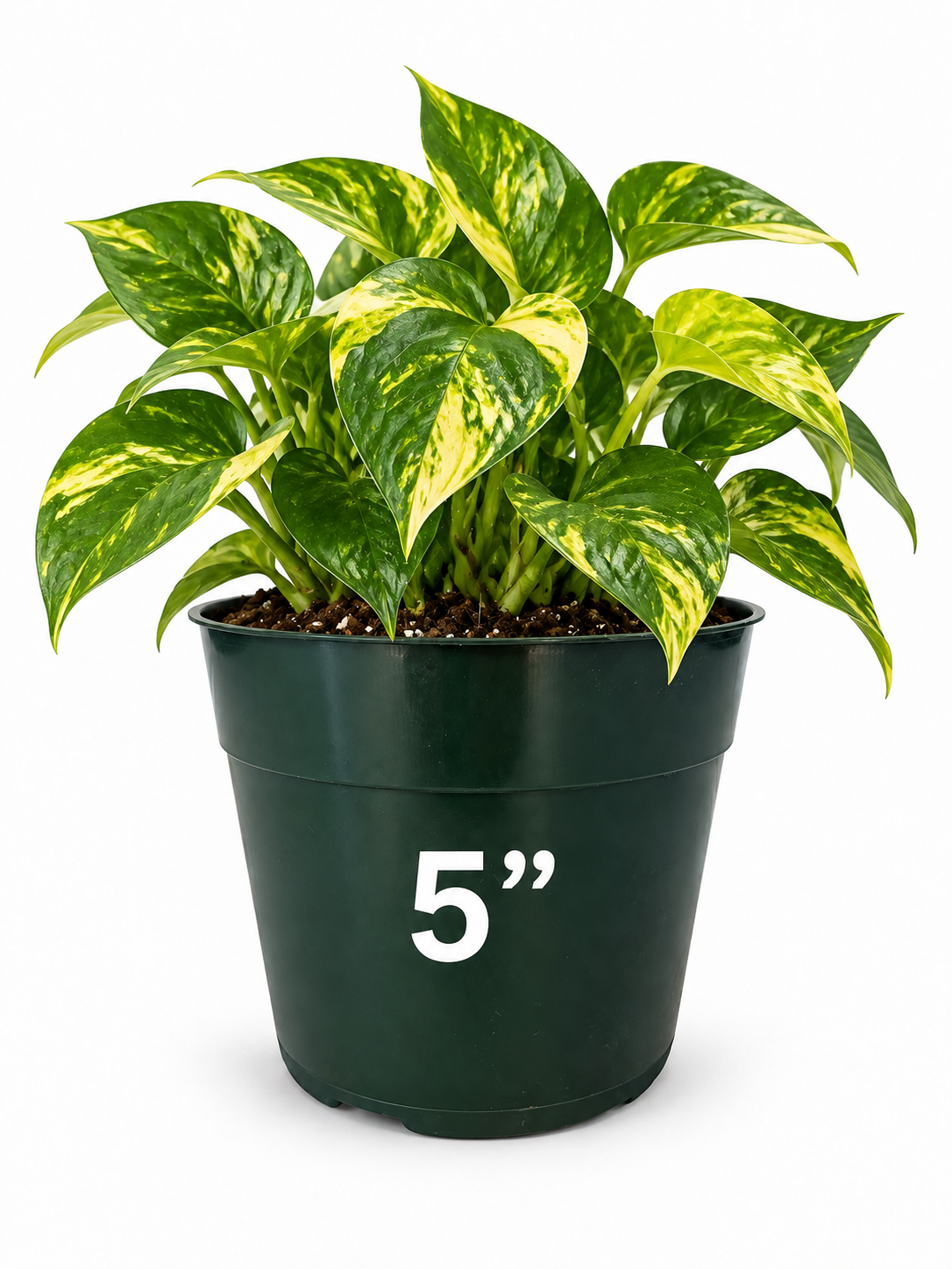 6 Piece – Forest Green Plastic Planter, 5” (NOVEMBER PICK UP SALE)