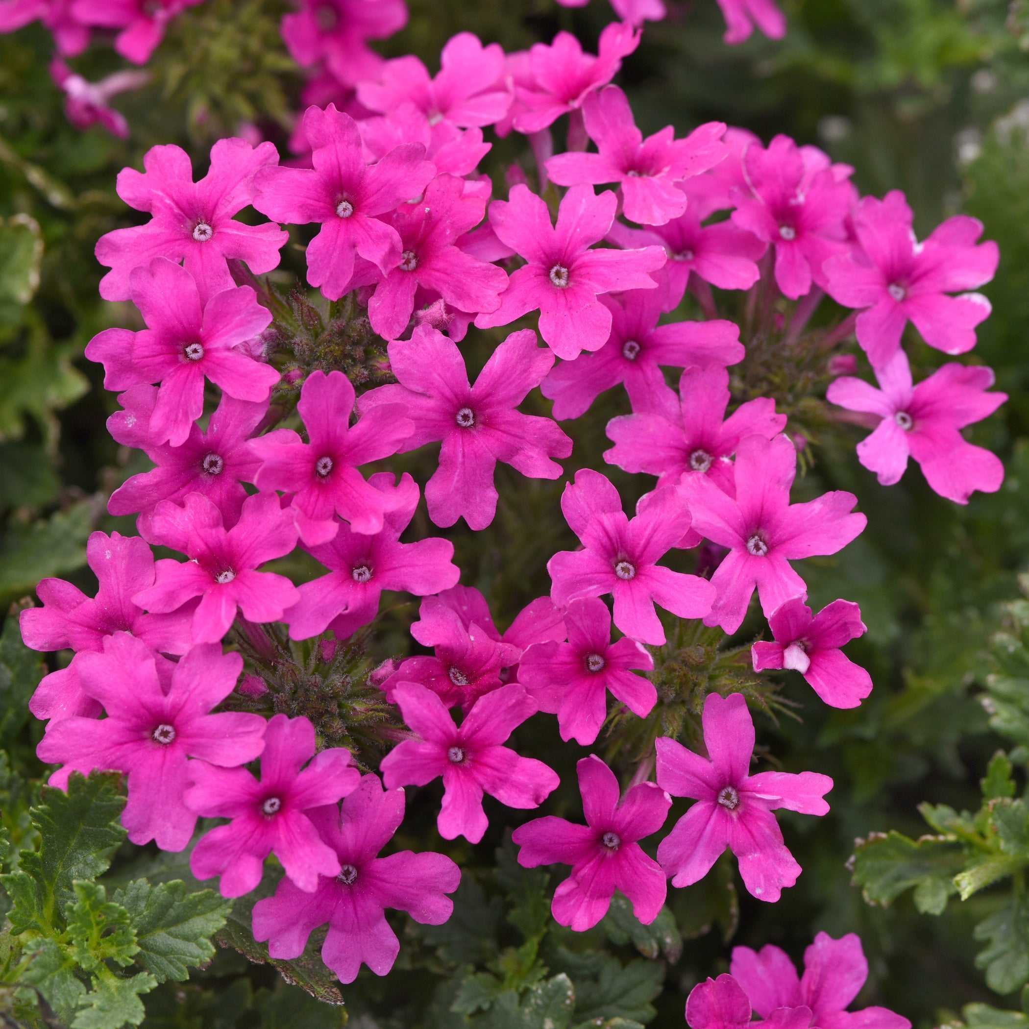 EnduraScape™ Hot Pink Verbena - 4" Pot, SPRING PREORDER