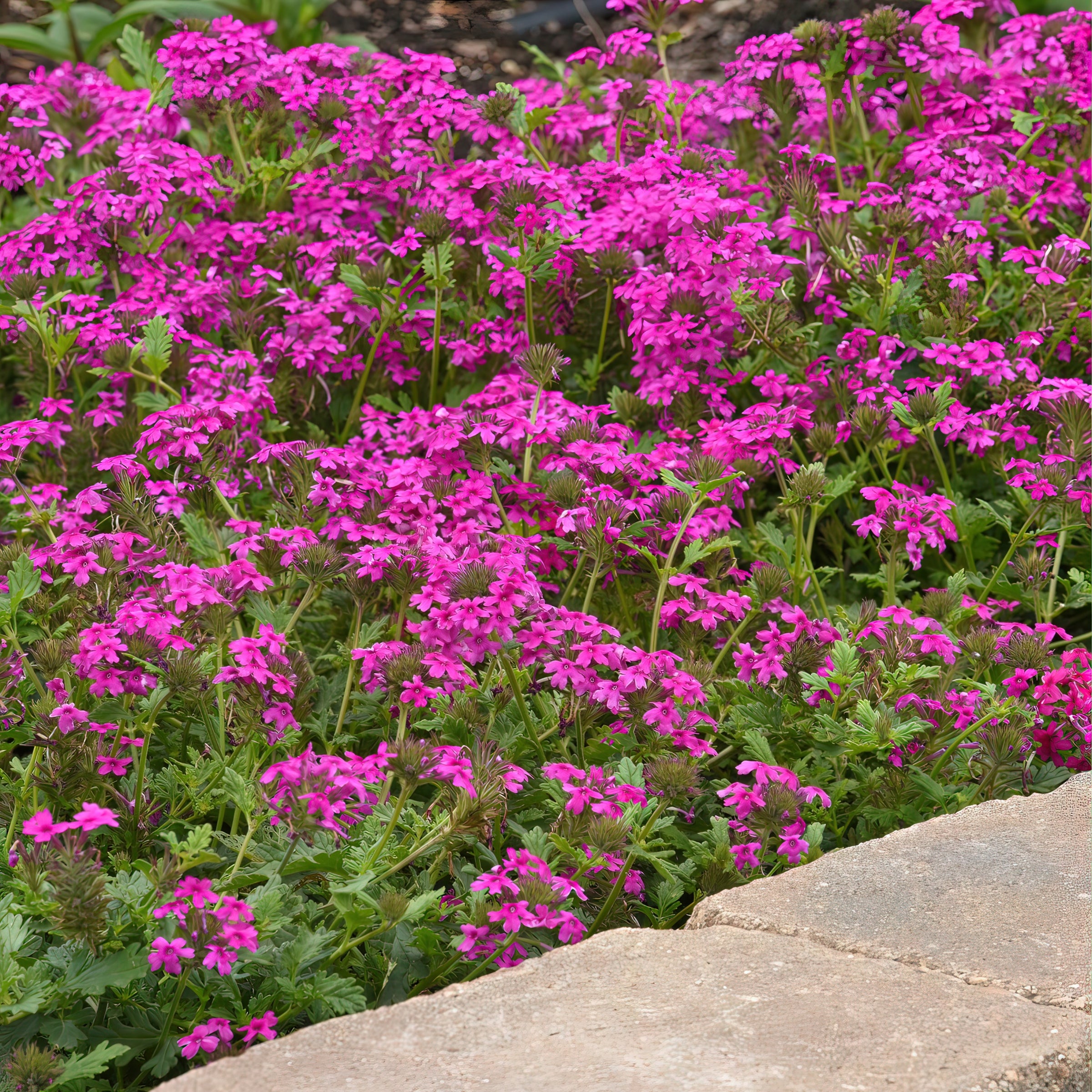 EnduraScape™ Hot Pink Verbena - 4" Pot, SPRING PREORDER
