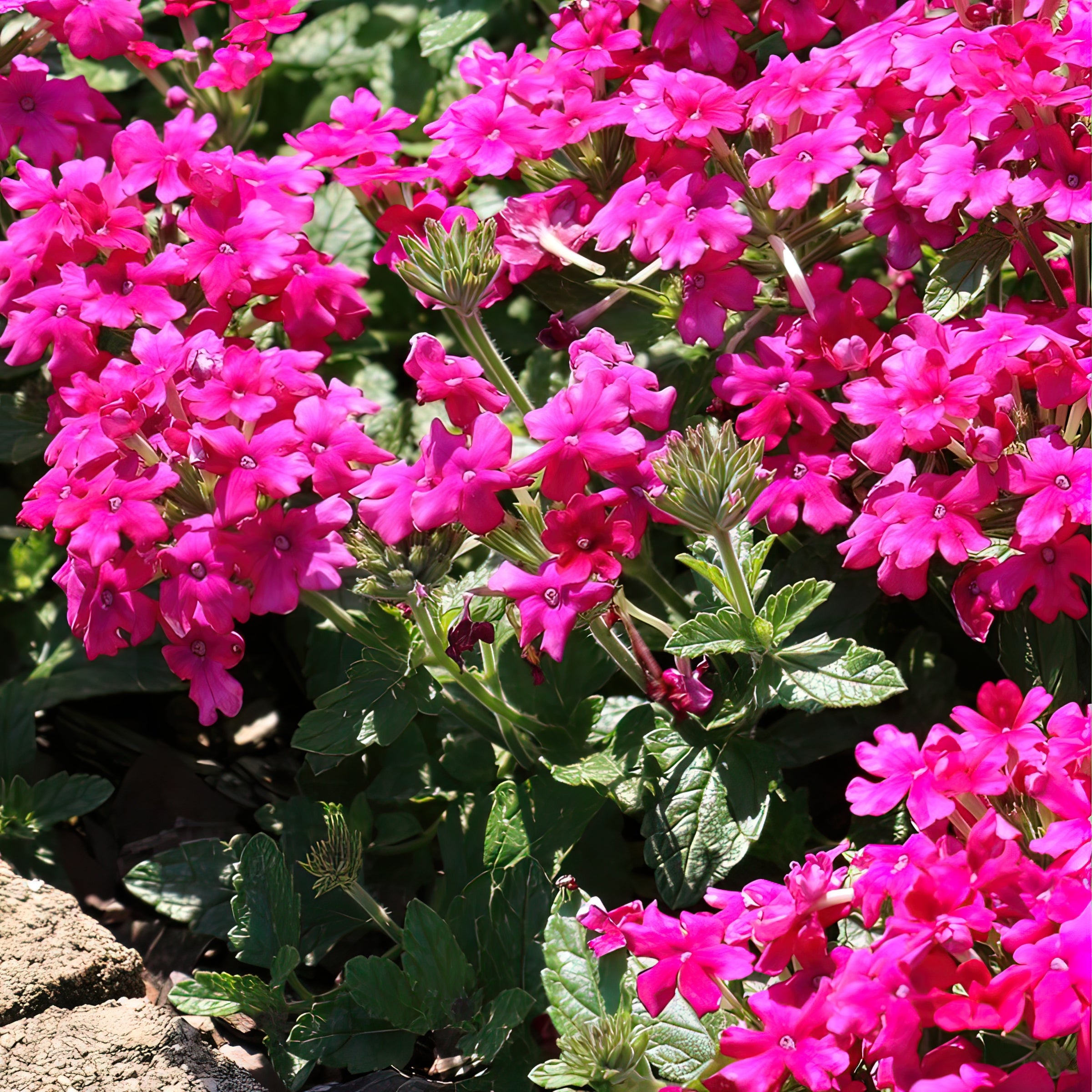 EnduraScape™ Hot Pink Verbena - 4" Pot, SPRING PREORDER