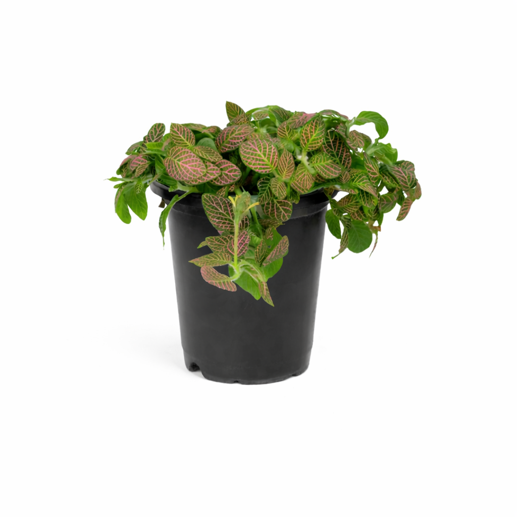 Fittonia Pink' Nerve Plant - 8" Hanging Basket