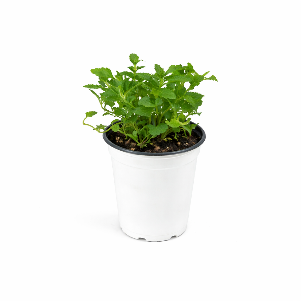 EnduraScape™ Blue Improved Verbena - 4" Pot