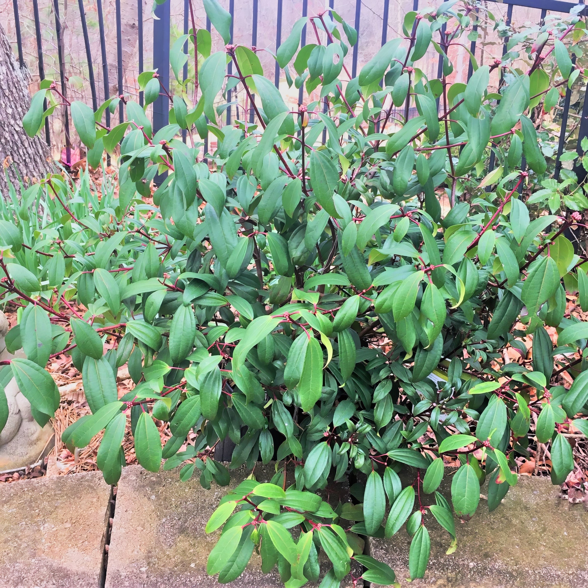 Viburnum Moonlit Lace - 3G Pot
